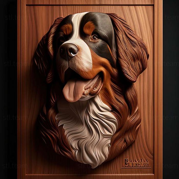 The Bernese Hound dog